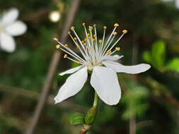 Image of sour cherry