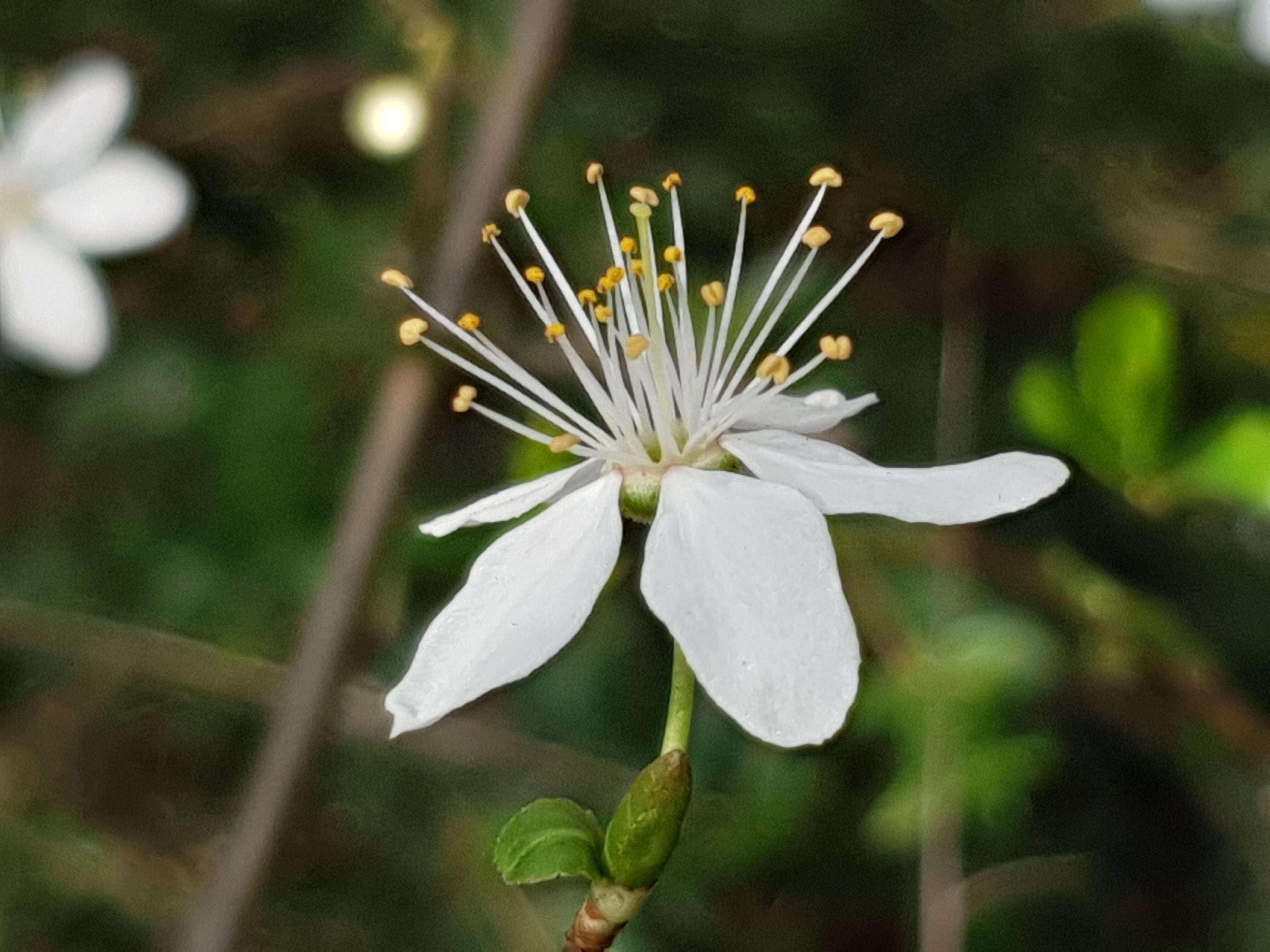 Plancia ëd Prunus cerasus L.