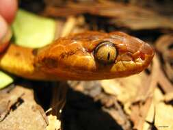 Image of cat-eyed snakes