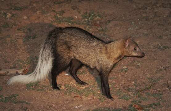 Image of White-tailed Mongoose