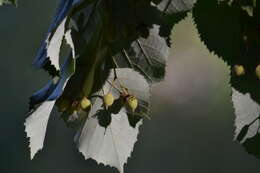 Image of Silver Lime