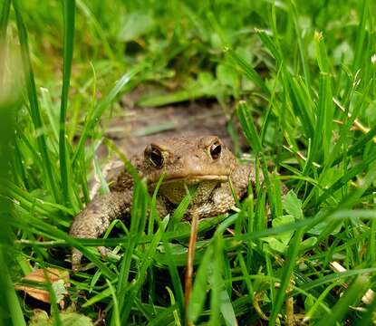 Image of Common Toad