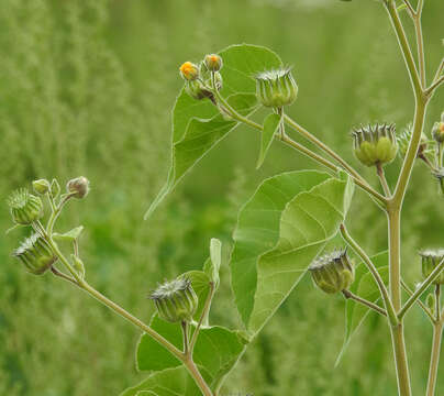 Plancia ëd Abutilon theophrasti Medik.