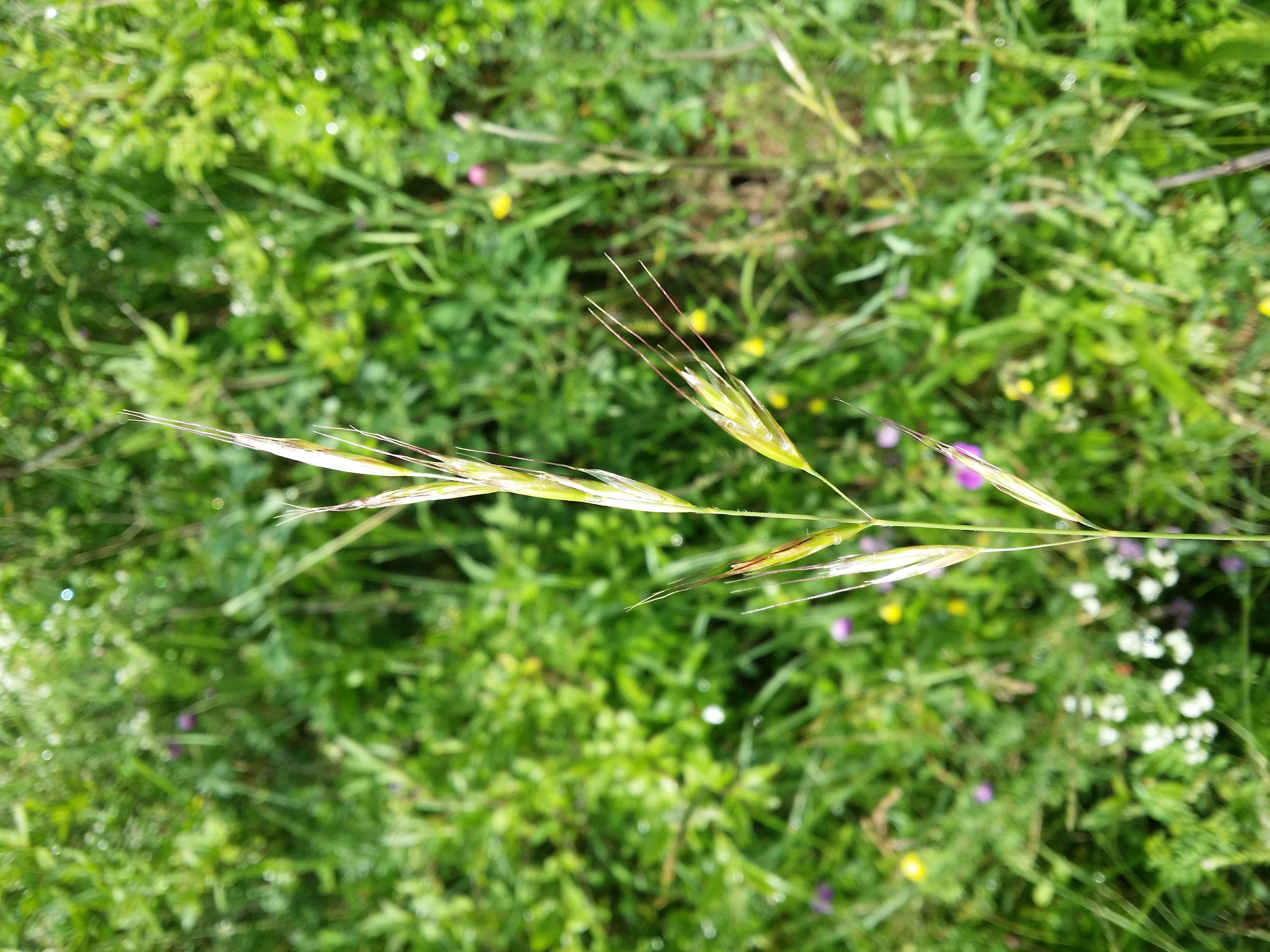 Image of Helictochloa pratensis (L.) Romero Zarco