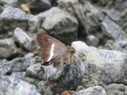 Image of Hasora taminatus Hübner 1818