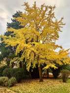 Image of Ginkgoopsida