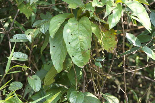 Image of fiveleaf yam