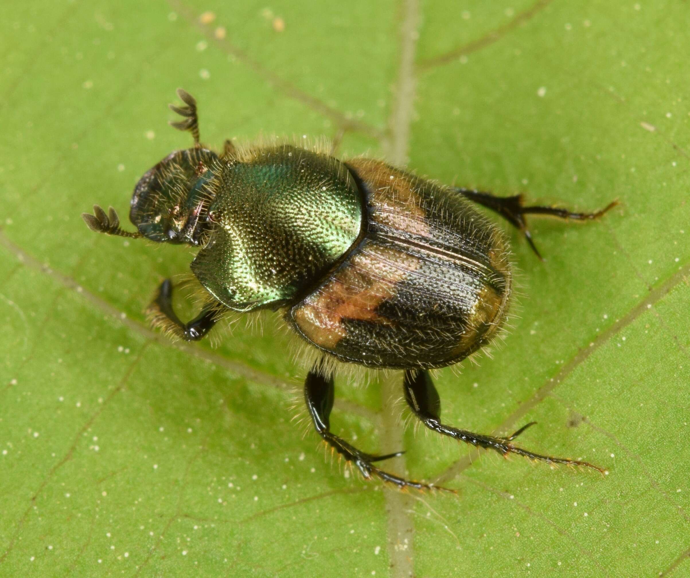 Image of Onthophagus