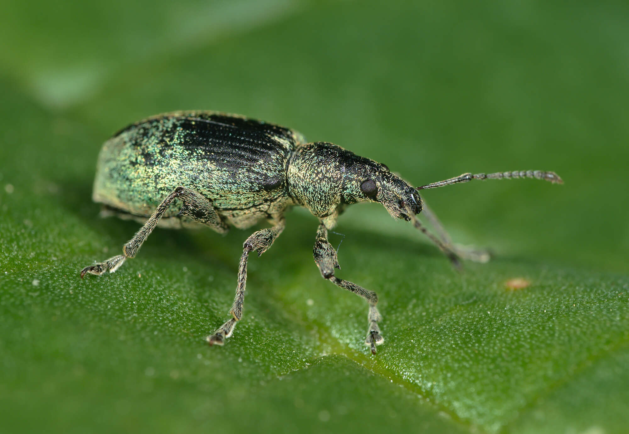 Image of Phyllobius (Metaphyllobius) pomaceus Gyllenhal 1834