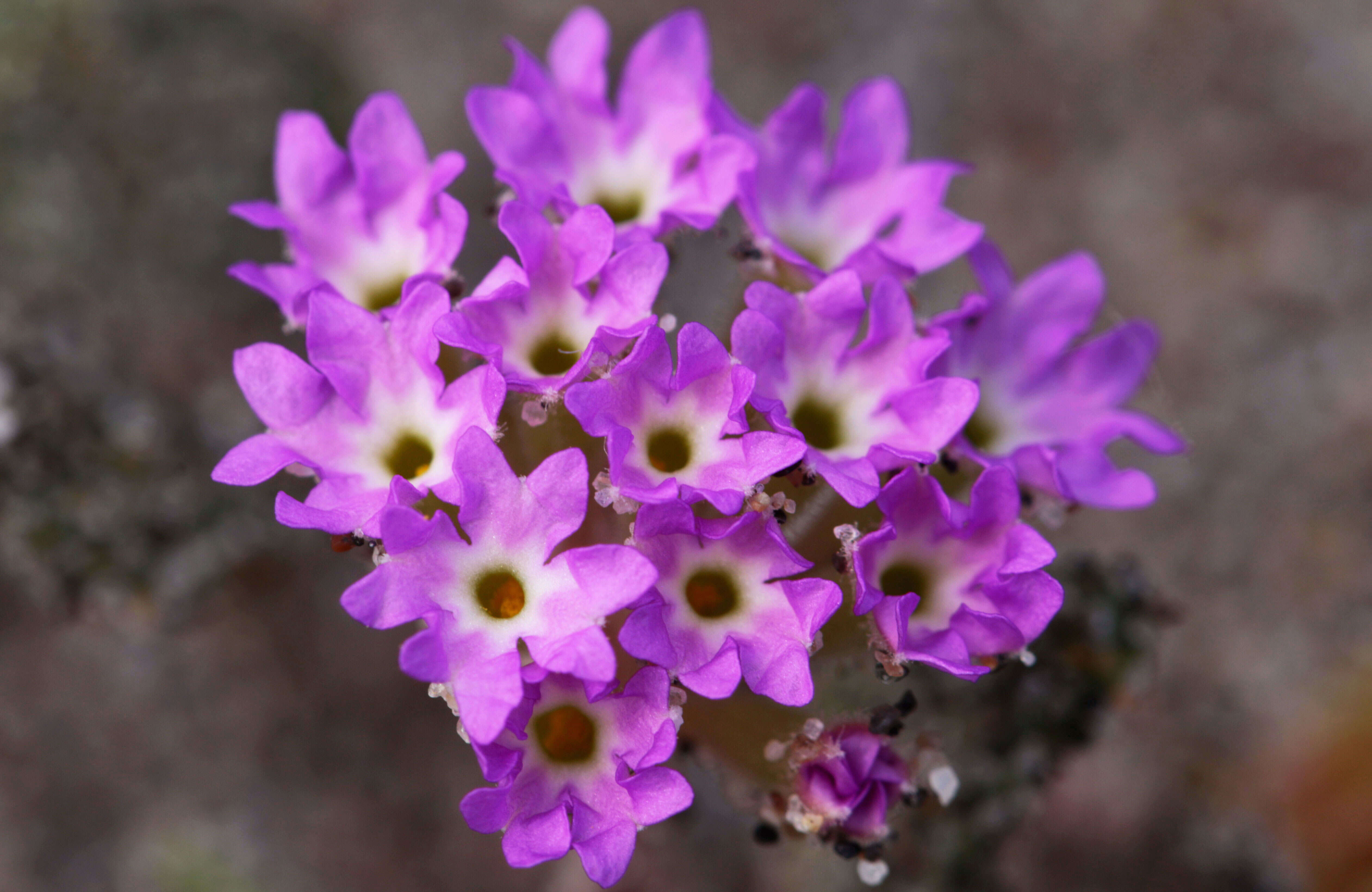 Image of pink sand verbena