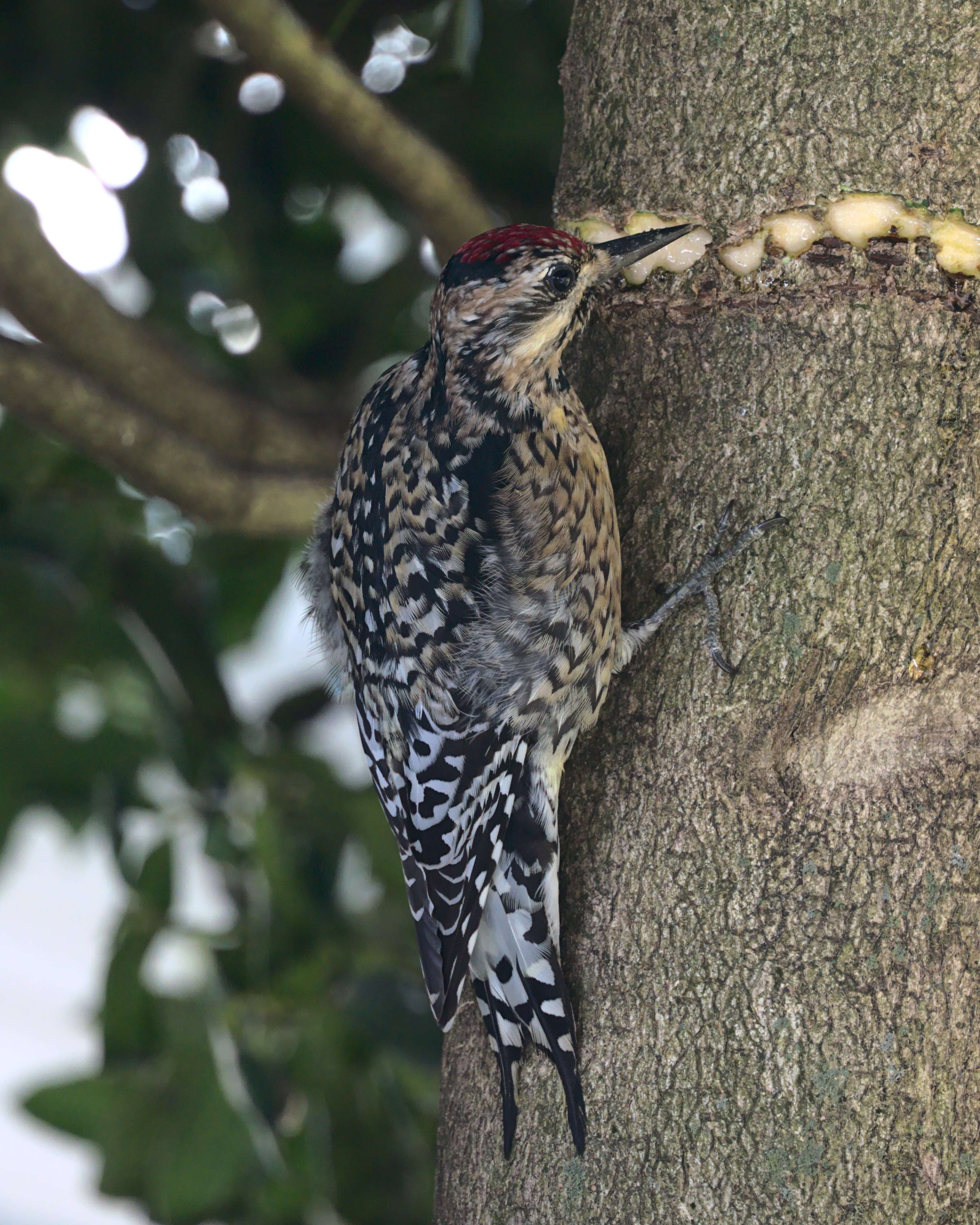 Image of Sapsucker