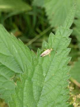 Image of Closterotomus trivialis (A. Costa 1853)