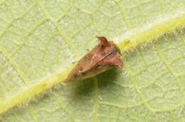 Image of treehoppers