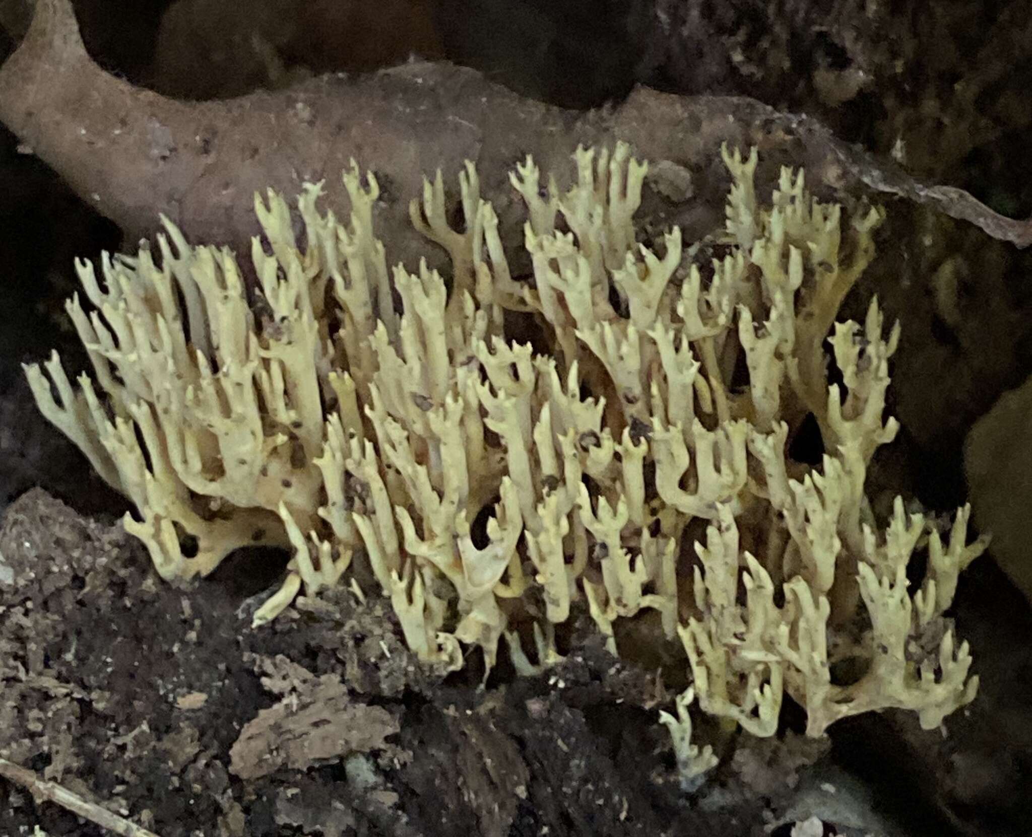 Image de Ramaria stricta (Pers.) Quél. 1888