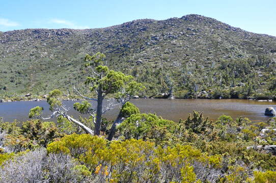 Plancia ëd Athrotaxis cupressoides D. Don