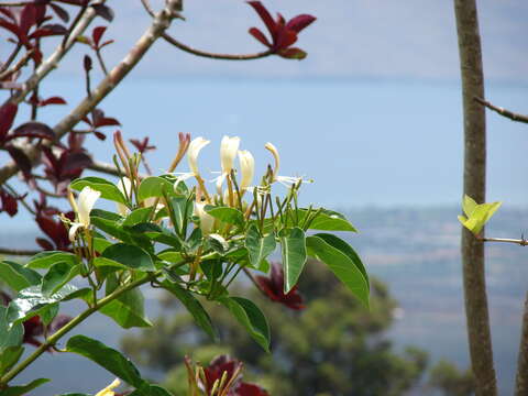 Image of Lonicera hildebrandiana Collett & Hemsl.