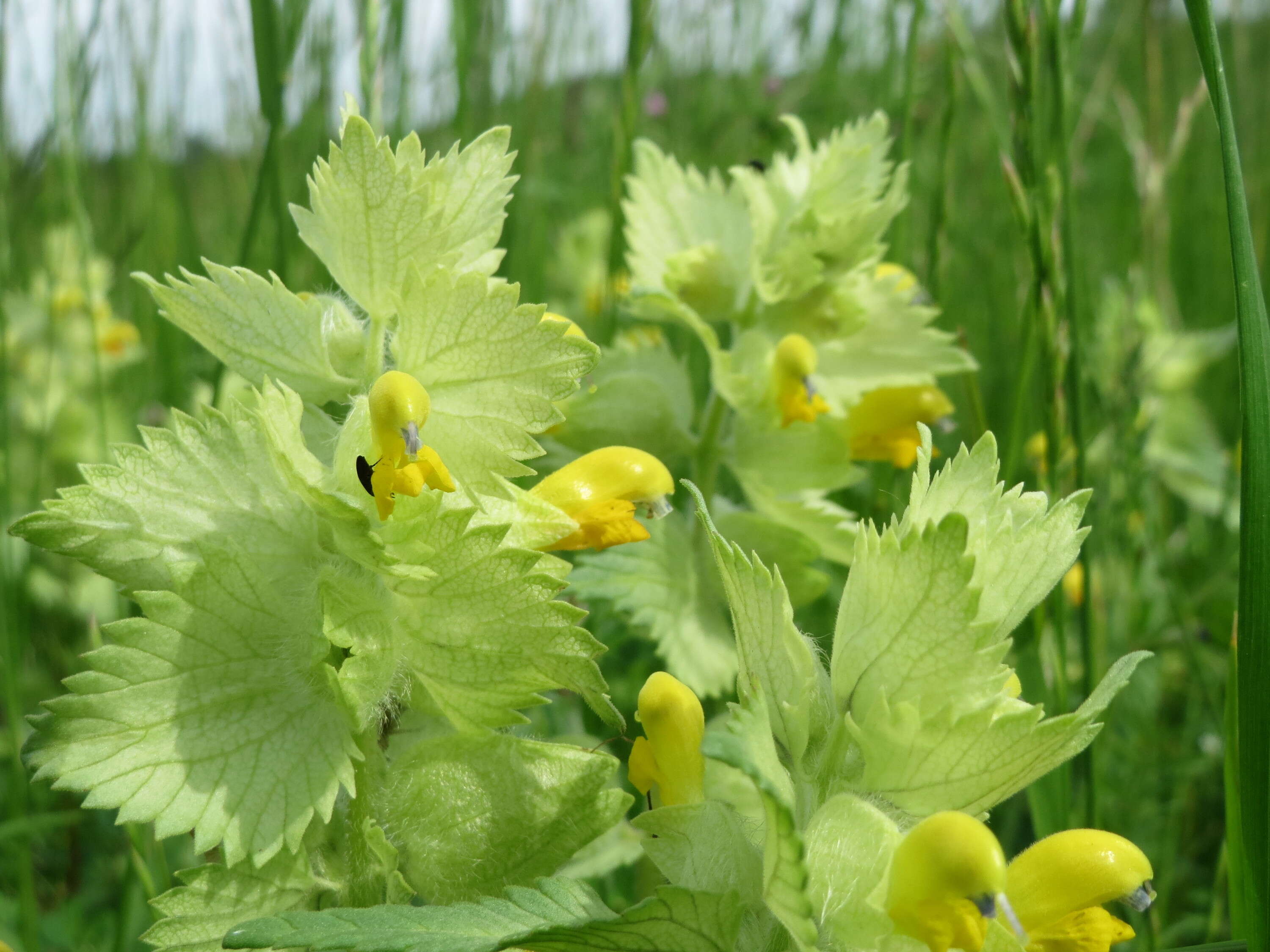 Image of European yellow rattle