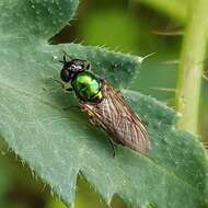 Sivun Chloromyia formosa (Scopoli 1763) kuva