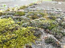 Image of tortula moss