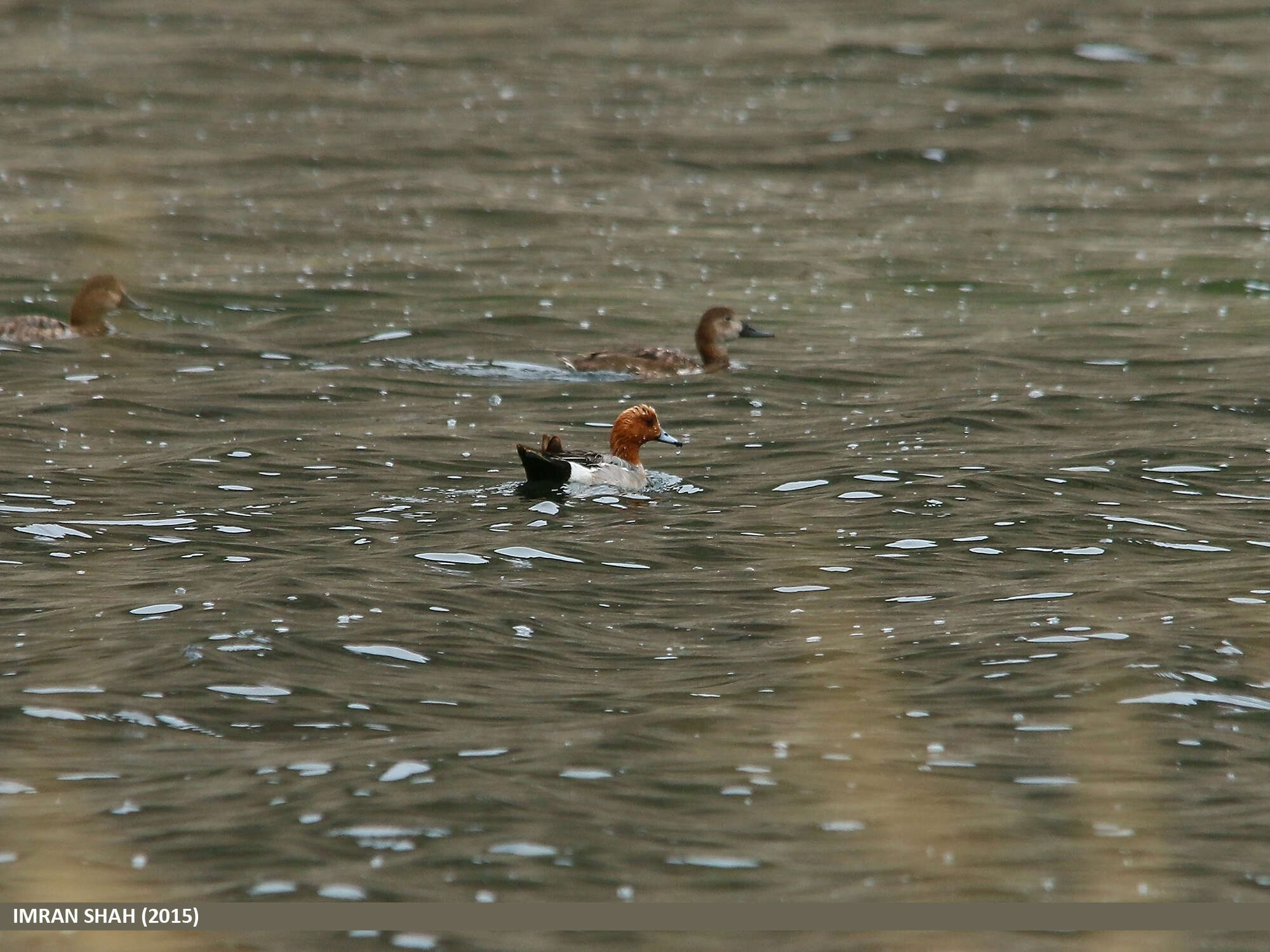 Image of Eurasian Wigeon