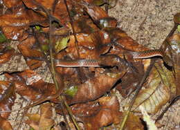 Image of Checkered Keelback Snake