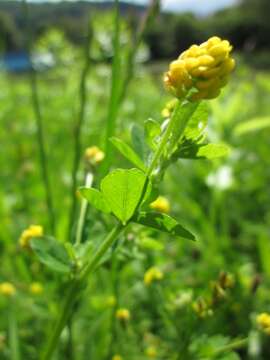 Image of black medick