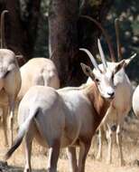 Image of Scimitar-horned Oryx