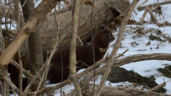 Image of American Mink