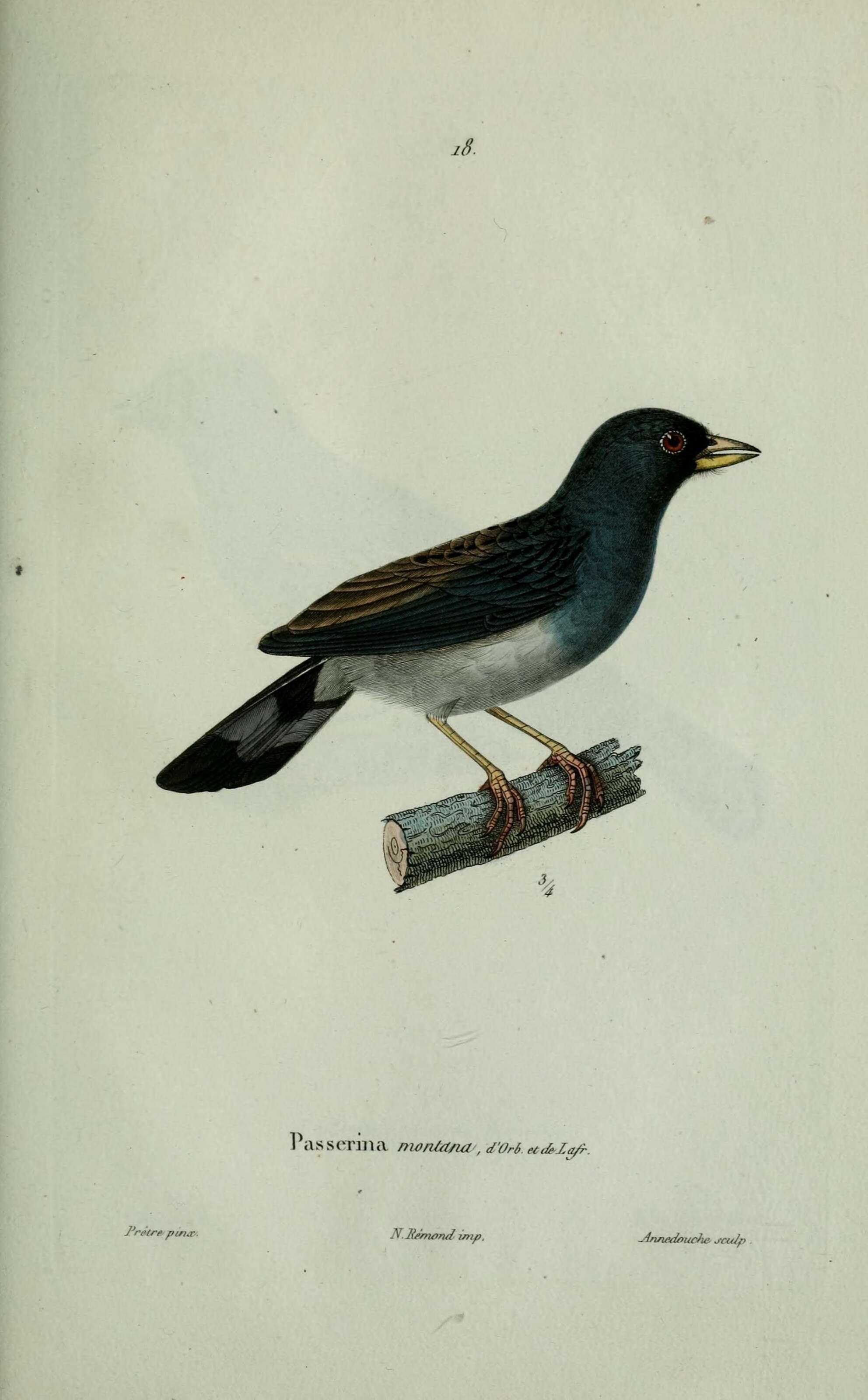 Image of Black-billed Shrike-Tyrant