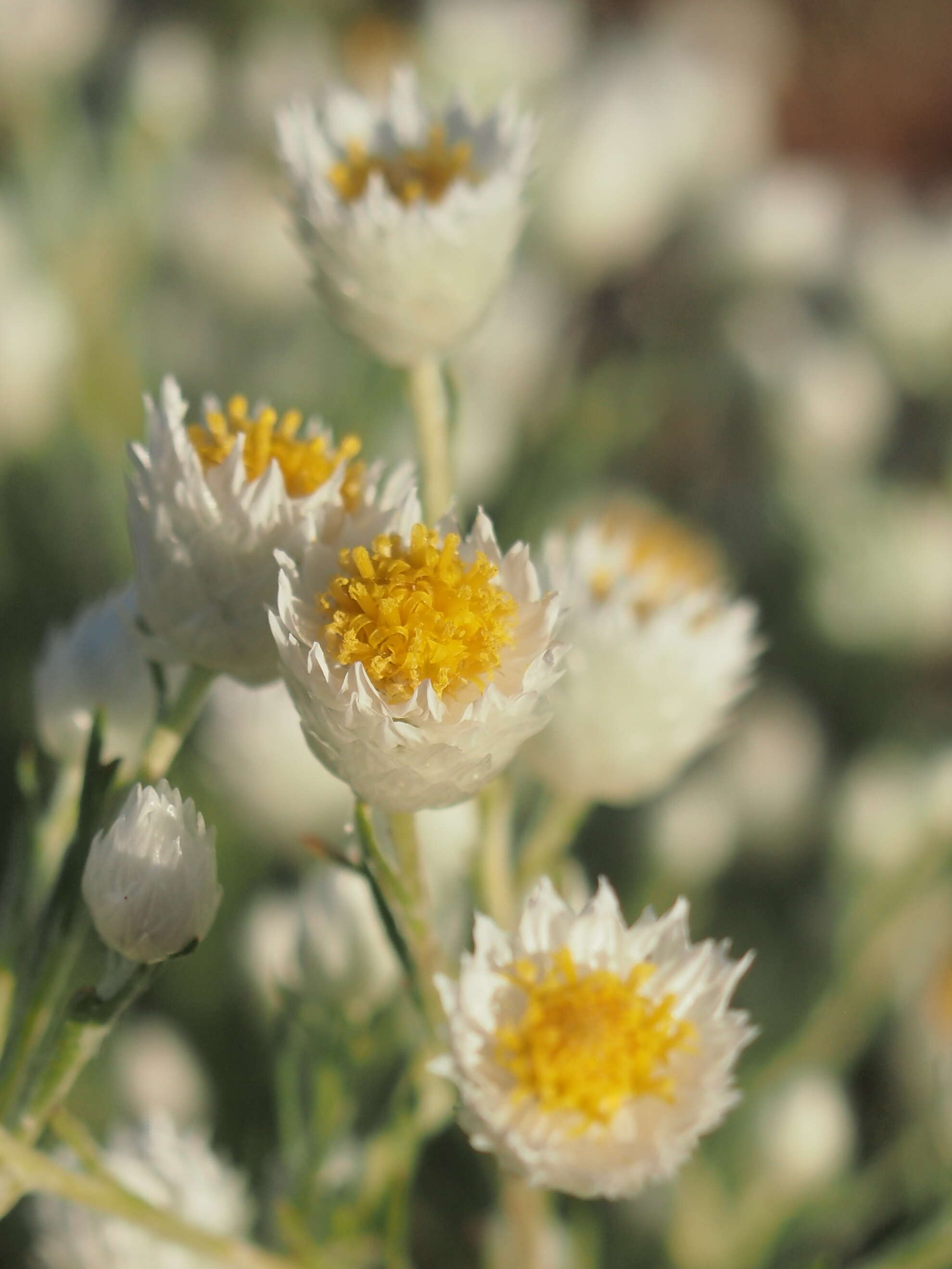 Image of Common White Sunray