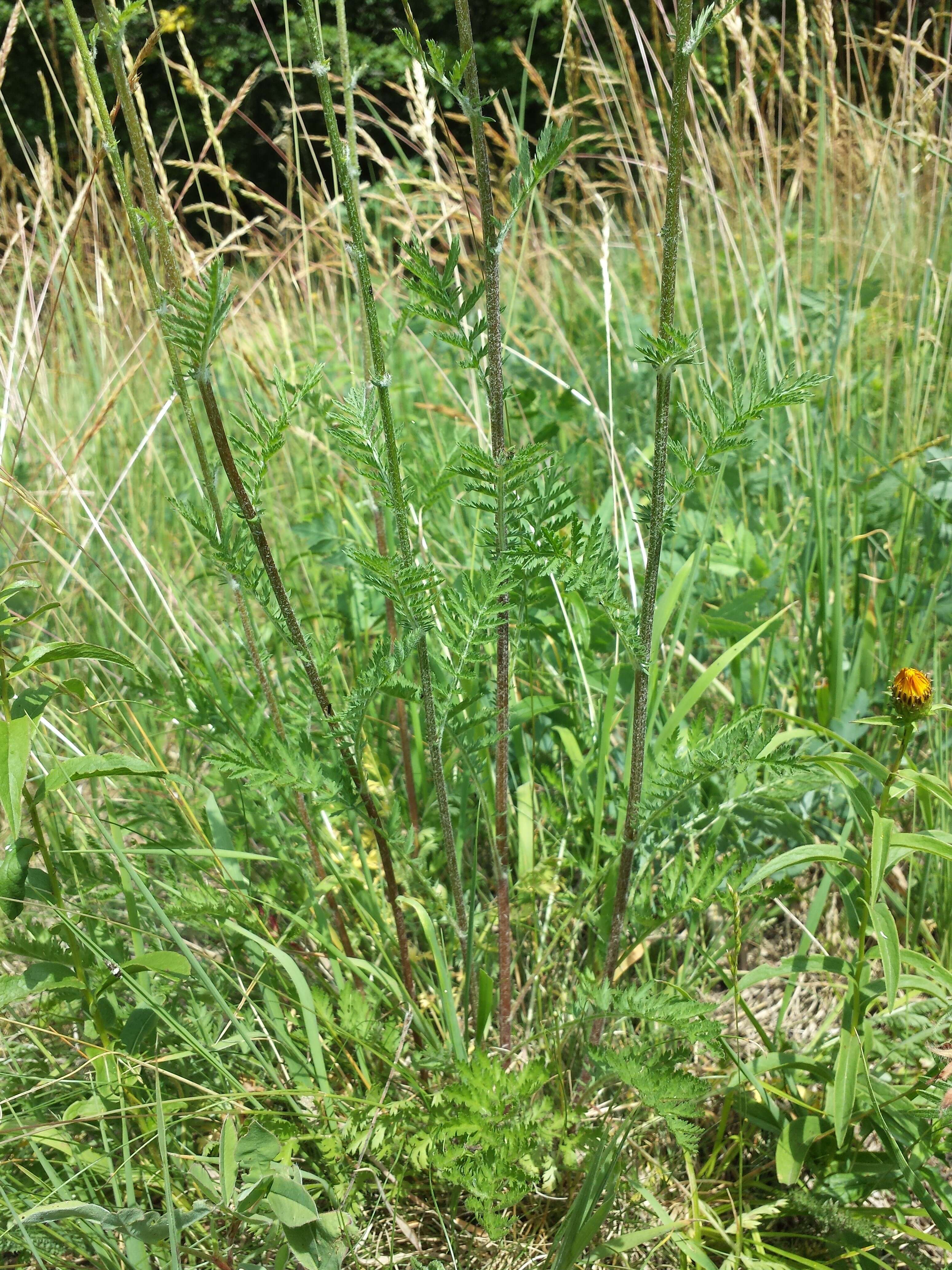 Image of corymbflower tansy