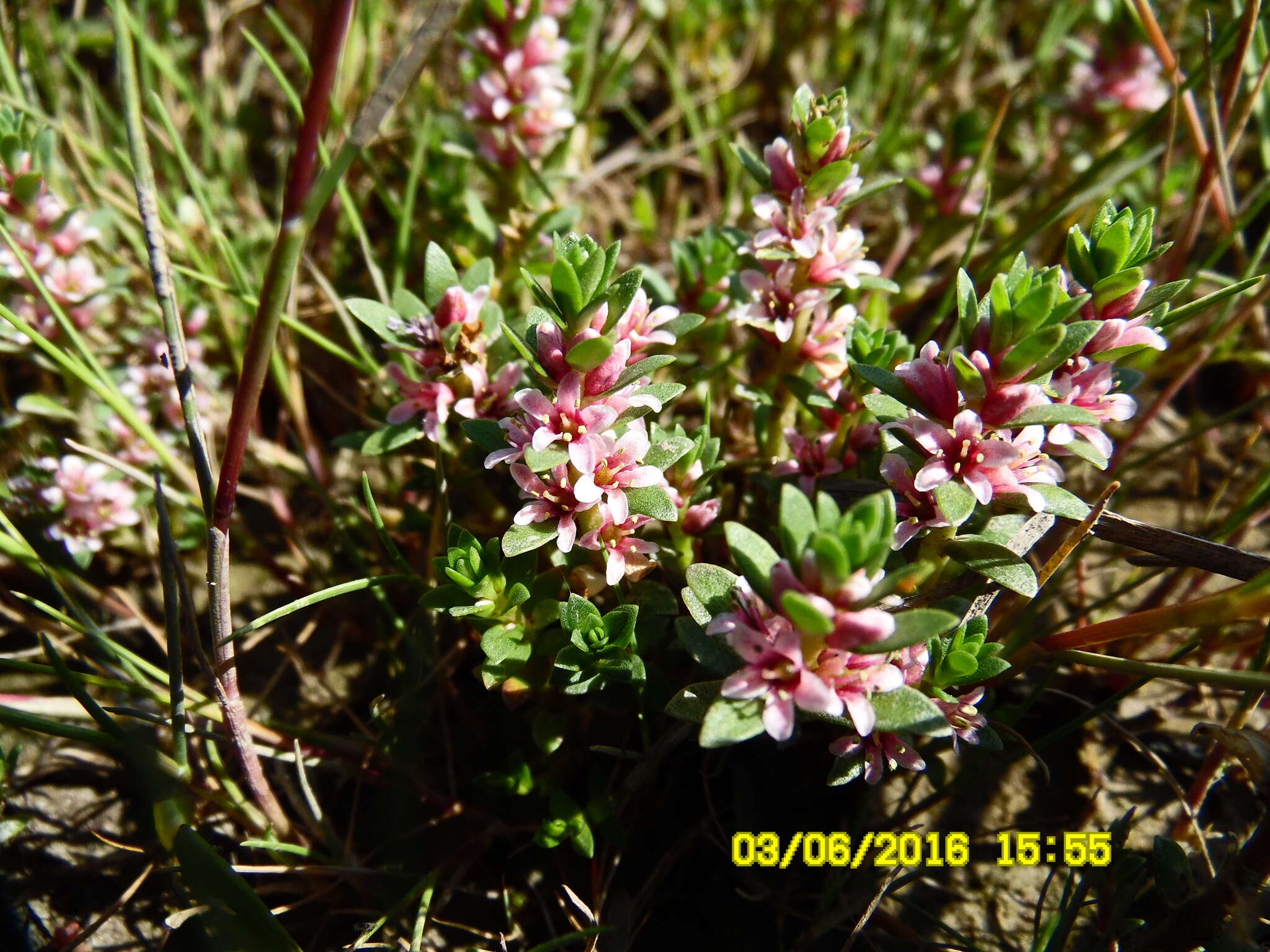 Image of black saltwort