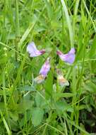 Imagem de Lathyrus palustris L.