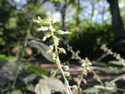 Image of broadleaf enchanter's nightshade