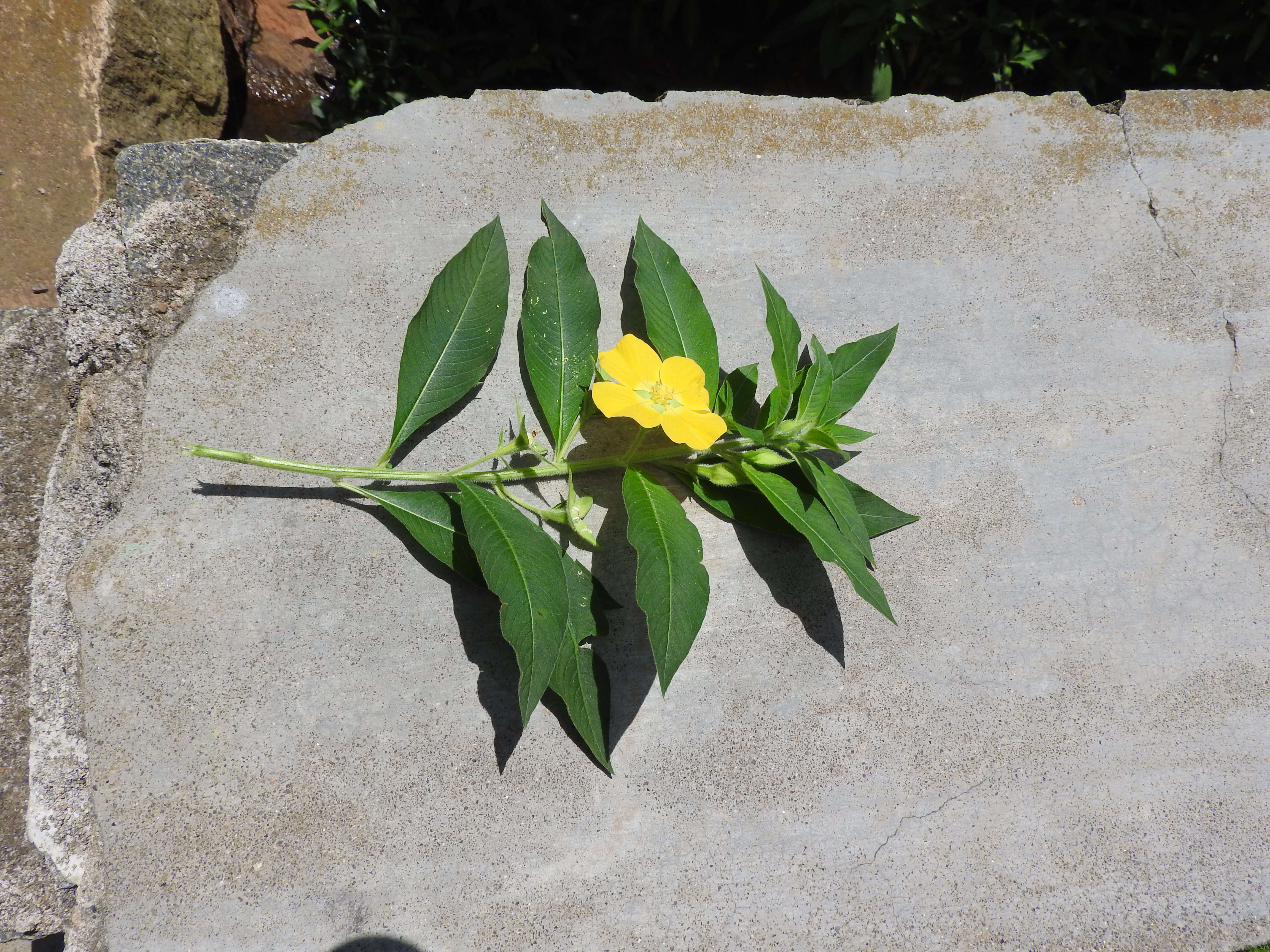 Image of Peruvian primrose-willow