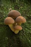 Image of Cyclocybe parasitica (G. Stev.) Vizzini 2014