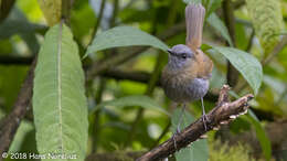 Image of Black-billed Nightingale-Thrush