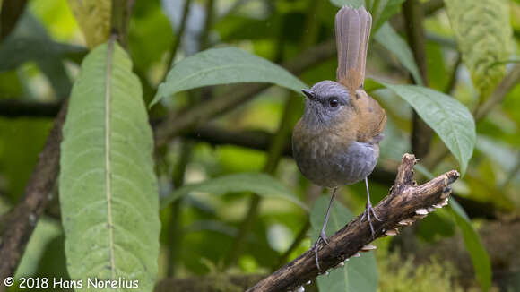 Image of Black-billed Nightingale-Thrush