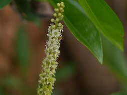 Image of tropical pokeweed