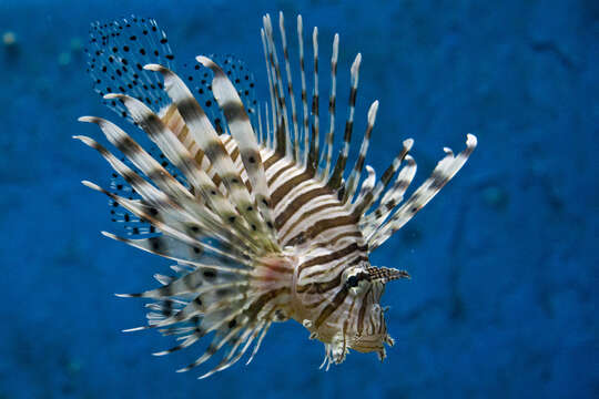 Image of Common lionfish