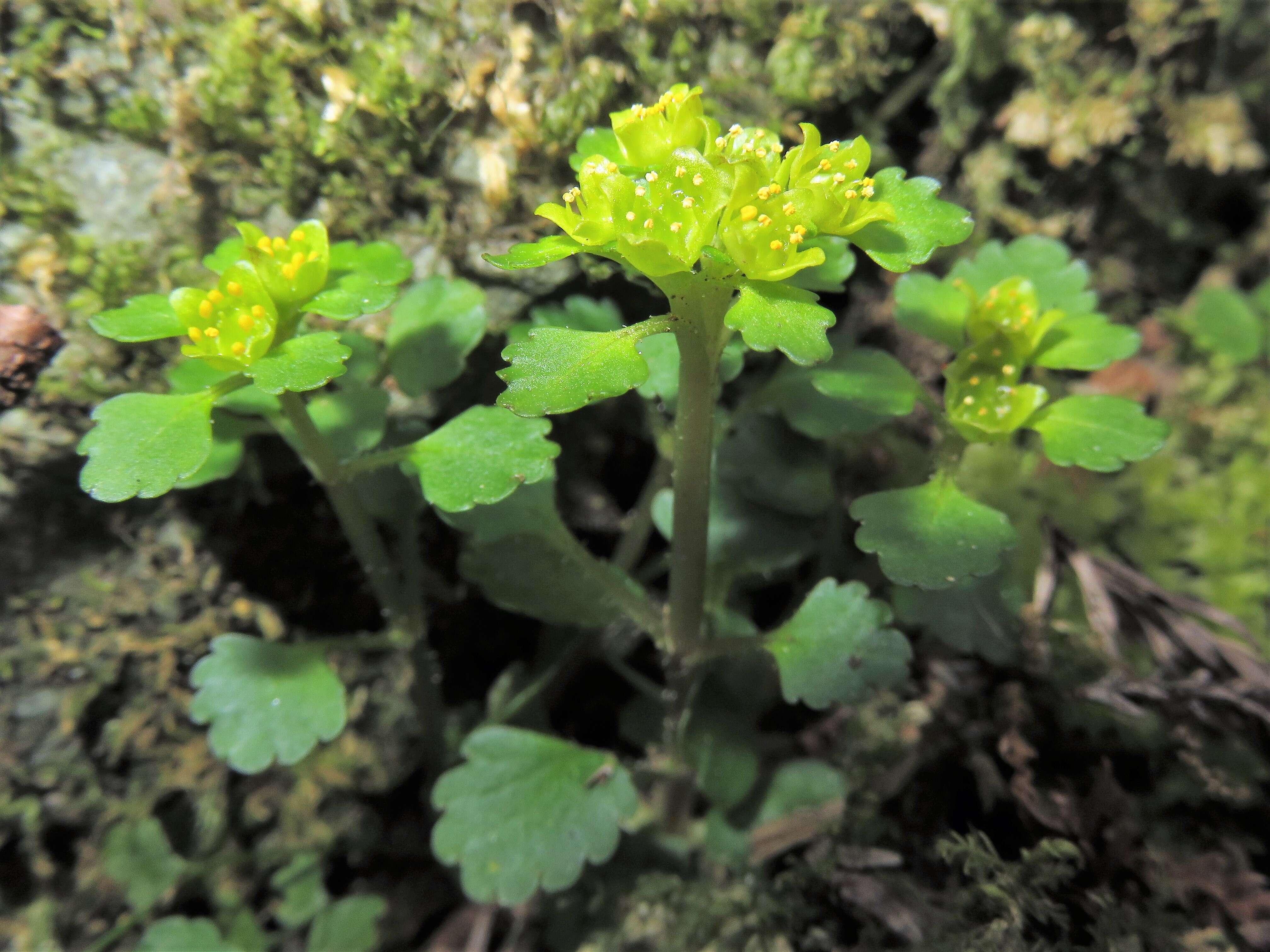 Plancia ëd Chrysosplenium