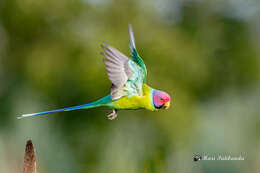 Image of Plum-headed Parakeet