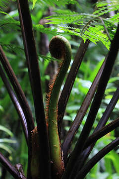 Image of West Indian treefern