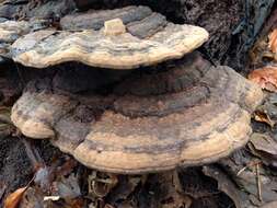 Image of Ganoderma applanatum