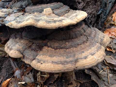 Ganoderma applanatum的圖片