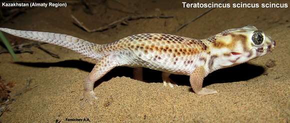 Teratoscincus scincus (Schlegel 1858) resmi