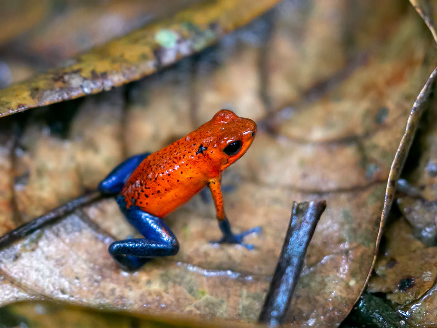 Image of Flaming Poison Frog