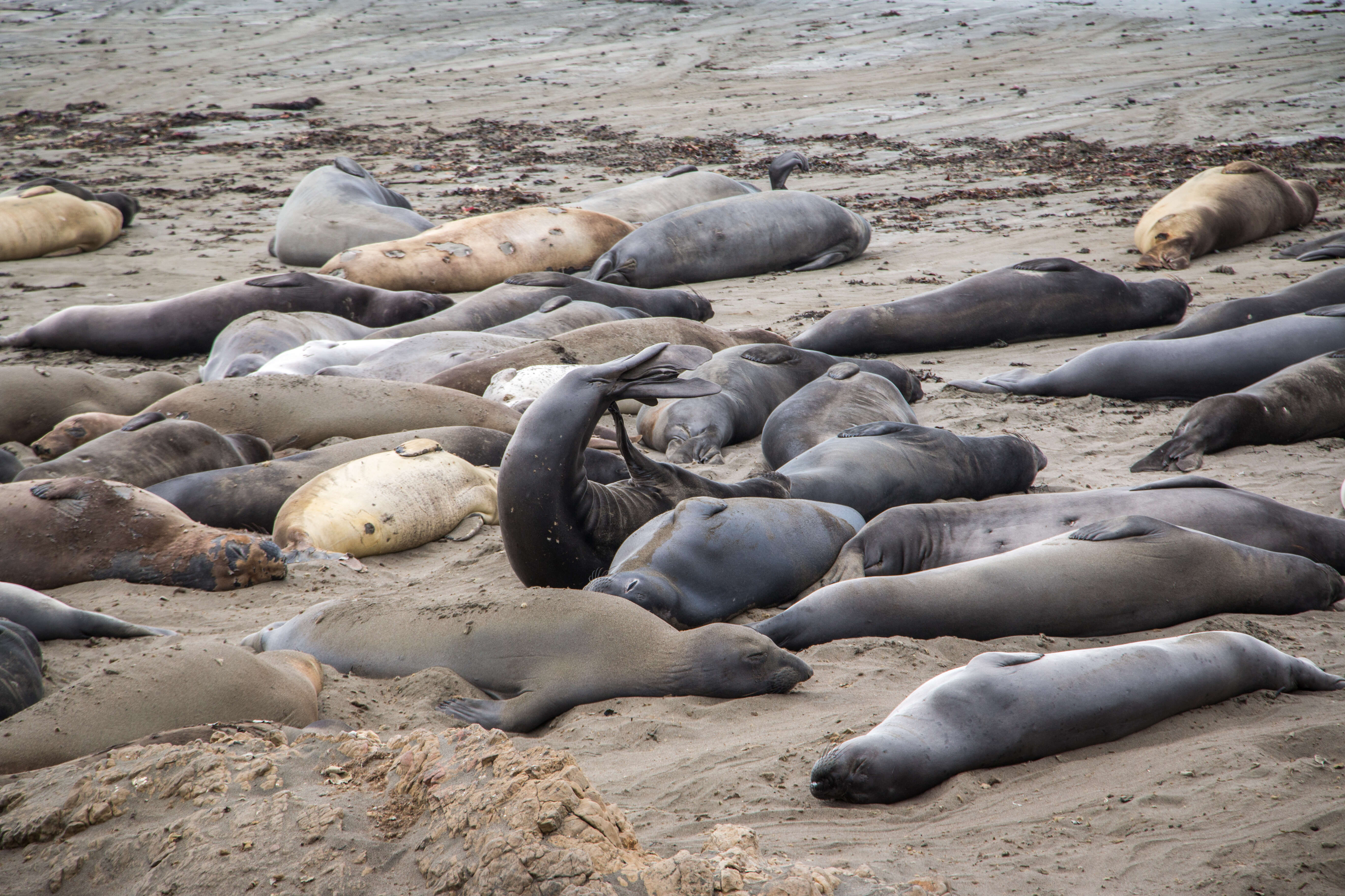 Image of Northern Elephant Seal