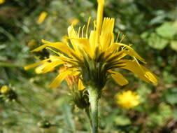 Image of hawkweed