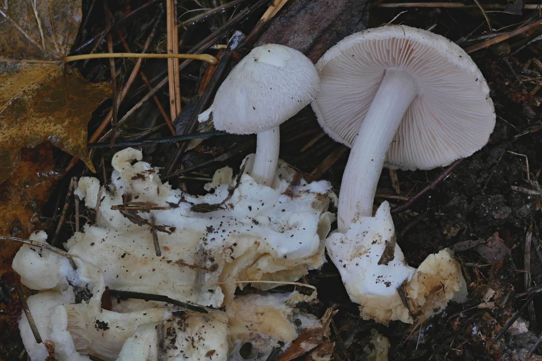 Image of Volvariella surrecta (Knapp) Singer 1951